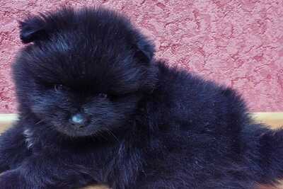 Мальчик померанского шпица