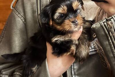 Продам щенка