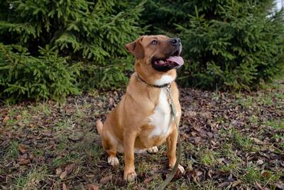 Собака Булочка из Усыпалки в дар! Метис стаффа