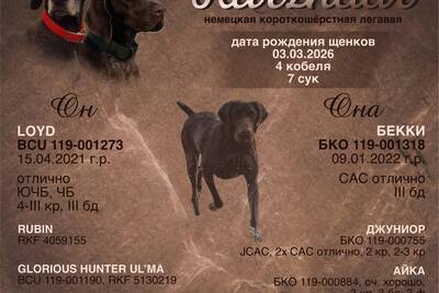 Щенки курцхаара