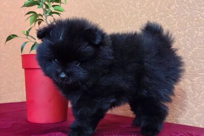 Мальчик померанского шпица