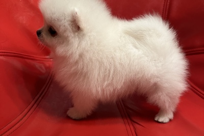 Померанский шпиц