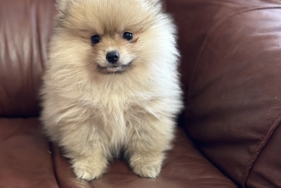 Померанский шпиц