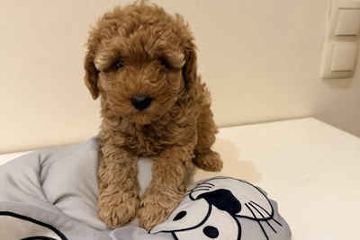 Пудель девочка