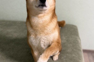 Кобель Сиба ину для вязки