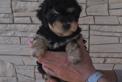 Карликовый пудель