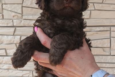 Карликовый пудель