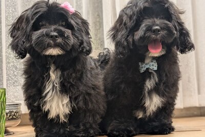 Милаши малыши мальтипу