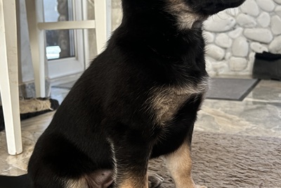 Щенок девочка (помесь немецкой и бельгийской овчарки)