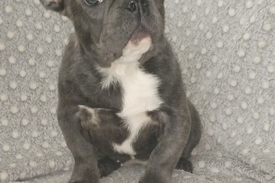 Французский бульдог, девочка. Доставка.