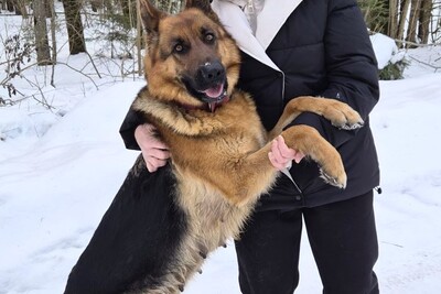 Щенок немецкой овчарки