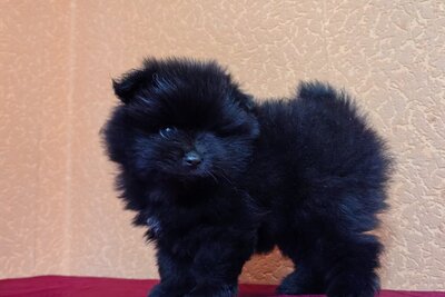 Мальчик померанского шпица