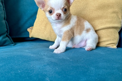 Малыш чихуахуа
