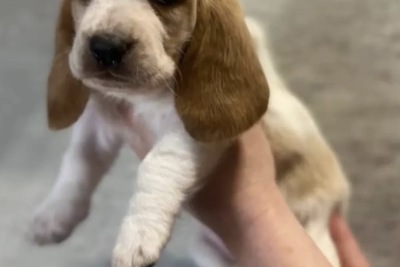 Чистокровные Щенки Бассет-Хаунд