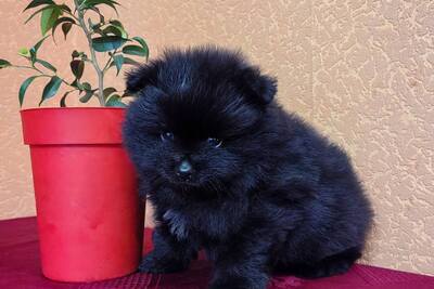 Мальчик померанского шпица