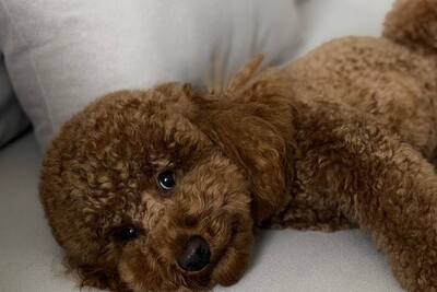 Вязка той/ карликовый пудель