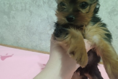 Щенки йоркшерского терьера