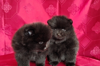 Мальчики померанский шпиц.