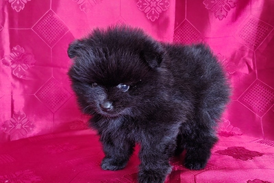 Померанский шпиц.