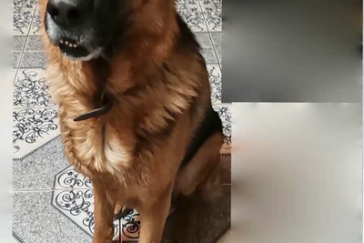 Ищем девочку немецкой овчарки для вязки