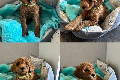 Щенки карликового пуделя