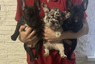 Продаются щенки французского бульдога