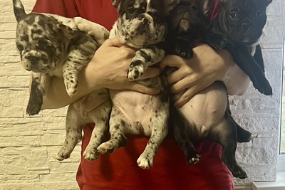 Щенки французского бульдога