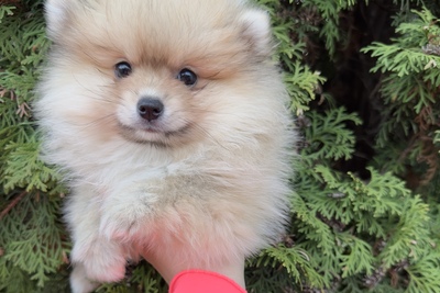 Померанский шпиц