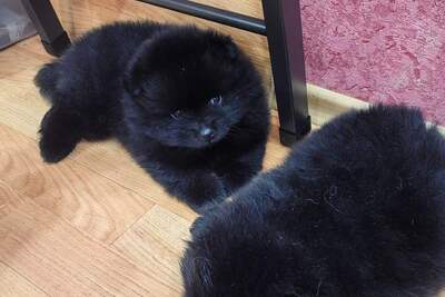 Мальчик померанского шпица