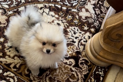 Померанский шпиц