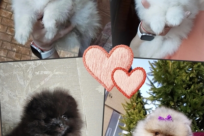 Померанский шпиц, щенки. Мини мишки