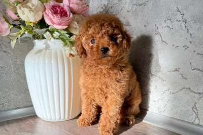 Той пудель , девочки