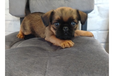 Брюссельский гриффон