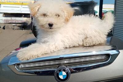 Мальтипу мальчик