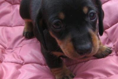 Щенок карликовой таксы