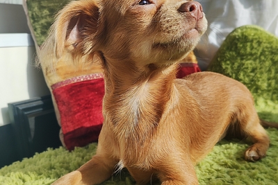 СУПЕР-ПАРЕНЬ ЧИХУАХУА