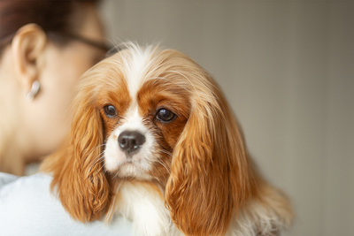 Кавалер кинг чарльз спаниель