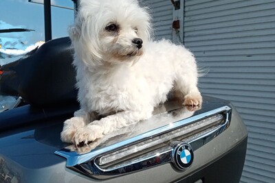 Мальтийская болонка 2года