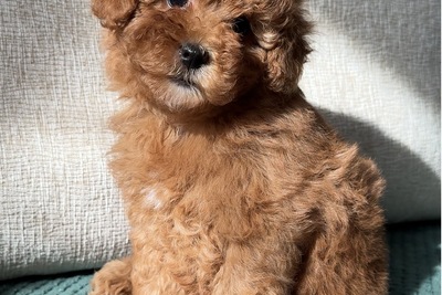 Пудель девочка