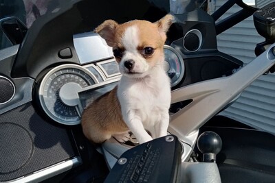 Щенок чихуахуа девочка мини