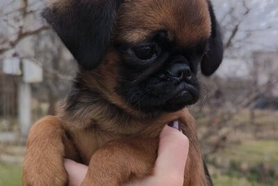 продаются щенки пти брабансона