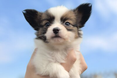 Щенки папильона.