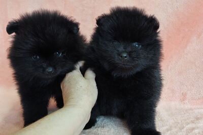 Мальчик померанского шпица