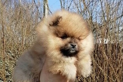 Щенок шпица