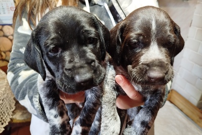 Щенки дратхаара