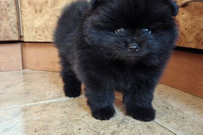 Мальчик померанского шпица