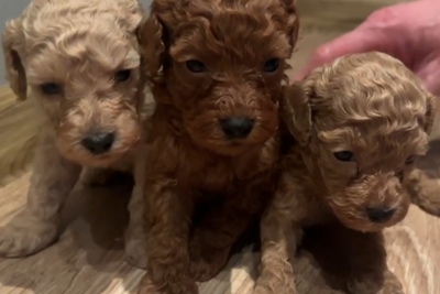 Пудель карликовый /той с родословной