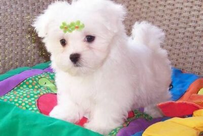 Щенки мальтийской болонки