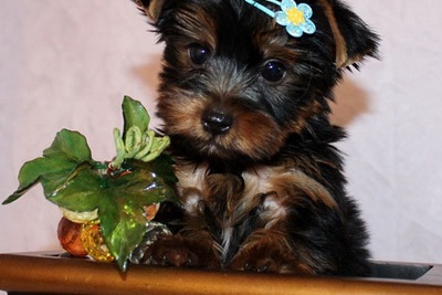 Щенки йоркширского терьера