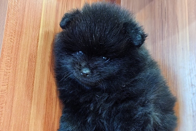 Померанский шпиц мальчик.